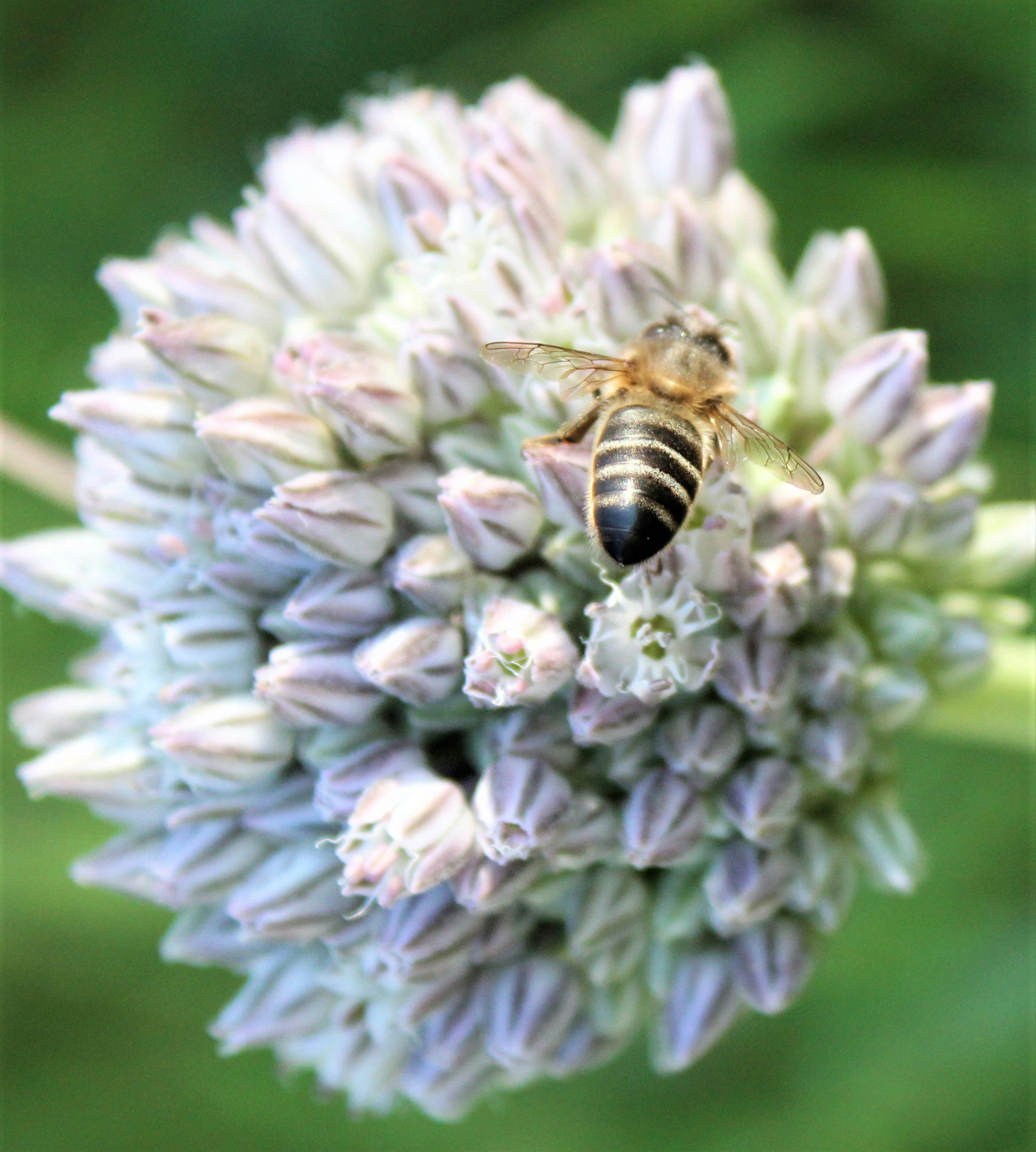 bees