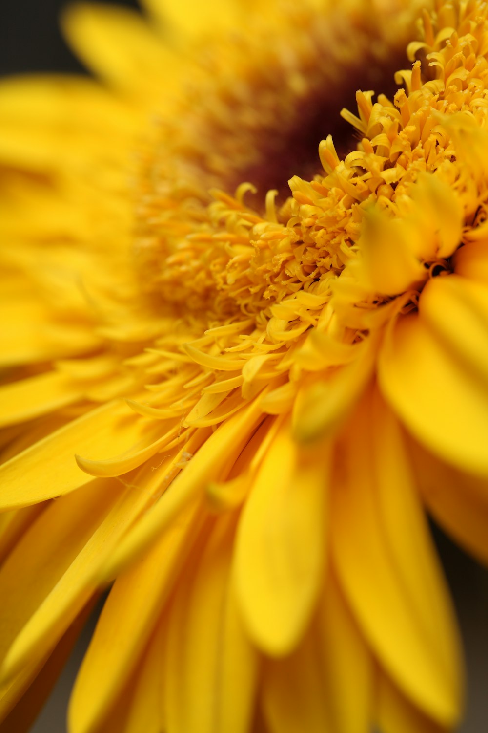 yellow sunflower in close up photography