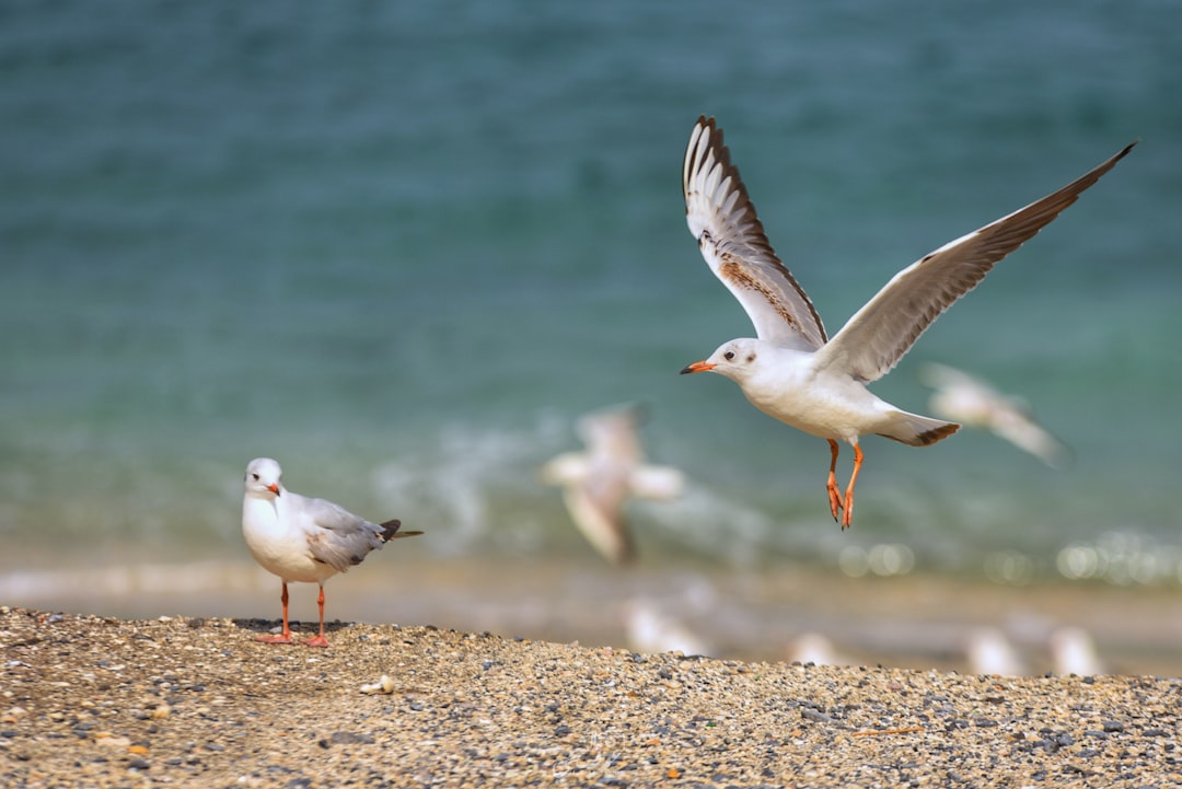  white and gray bird on brown sand near body of water during daytime seagull