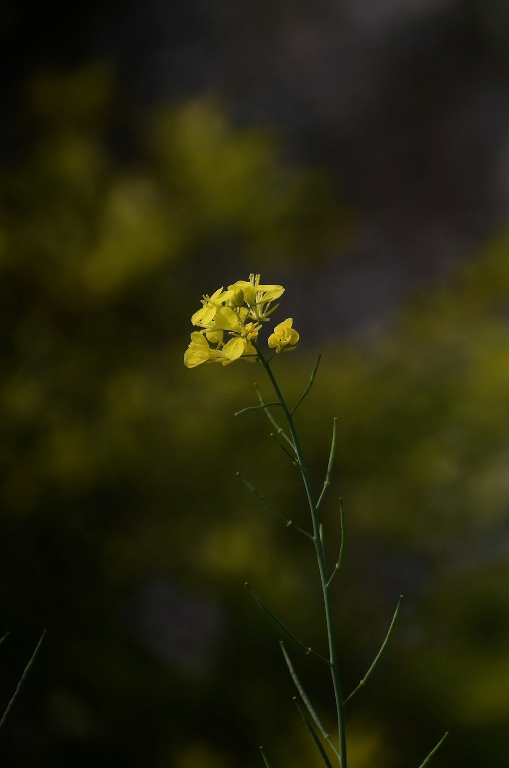 yellow flower in tilt shift lens