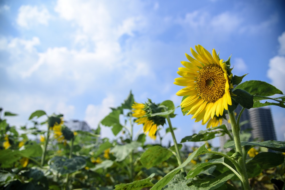 yellow sunflower in bloom during daytime