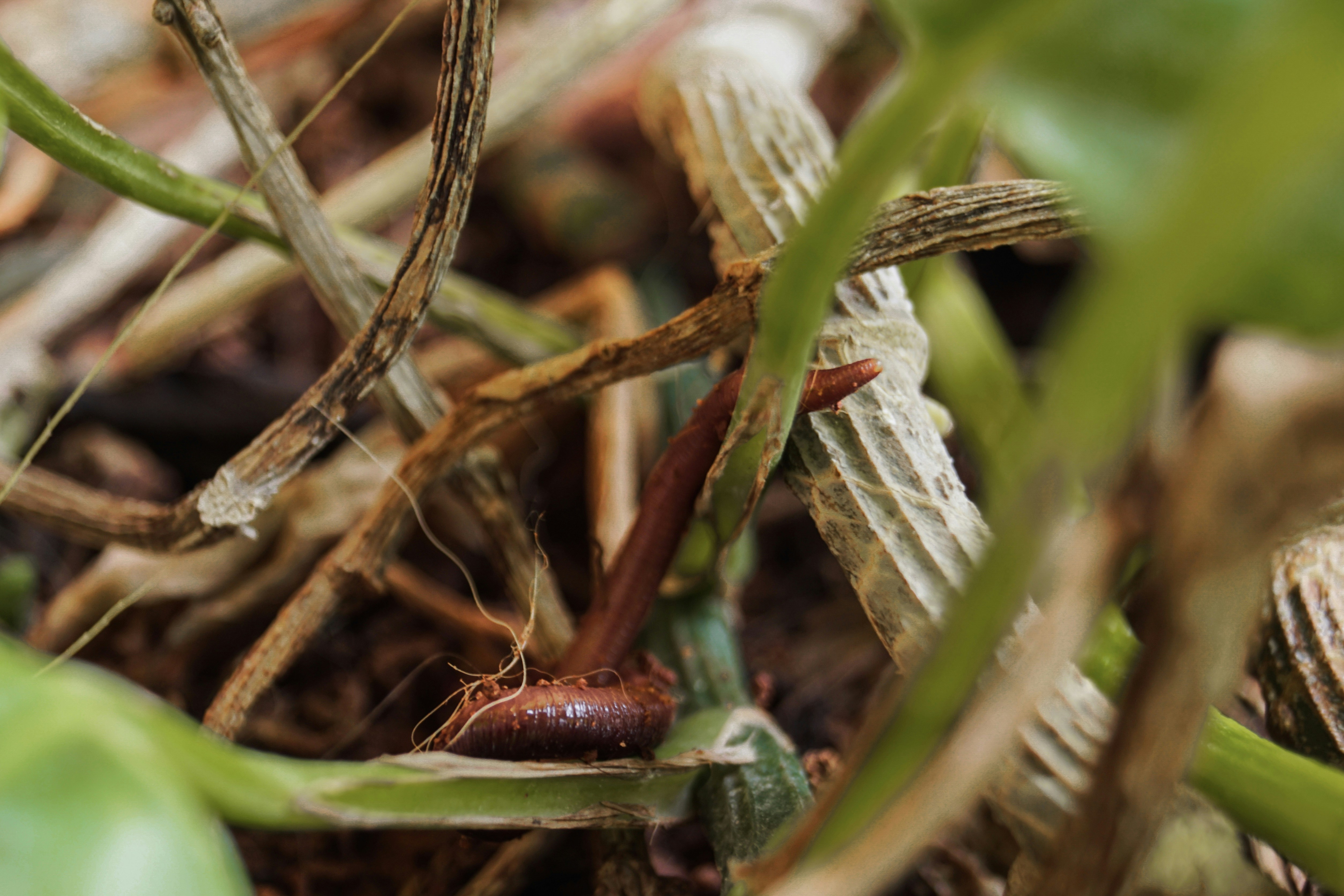 Rare Isopods & Supplies