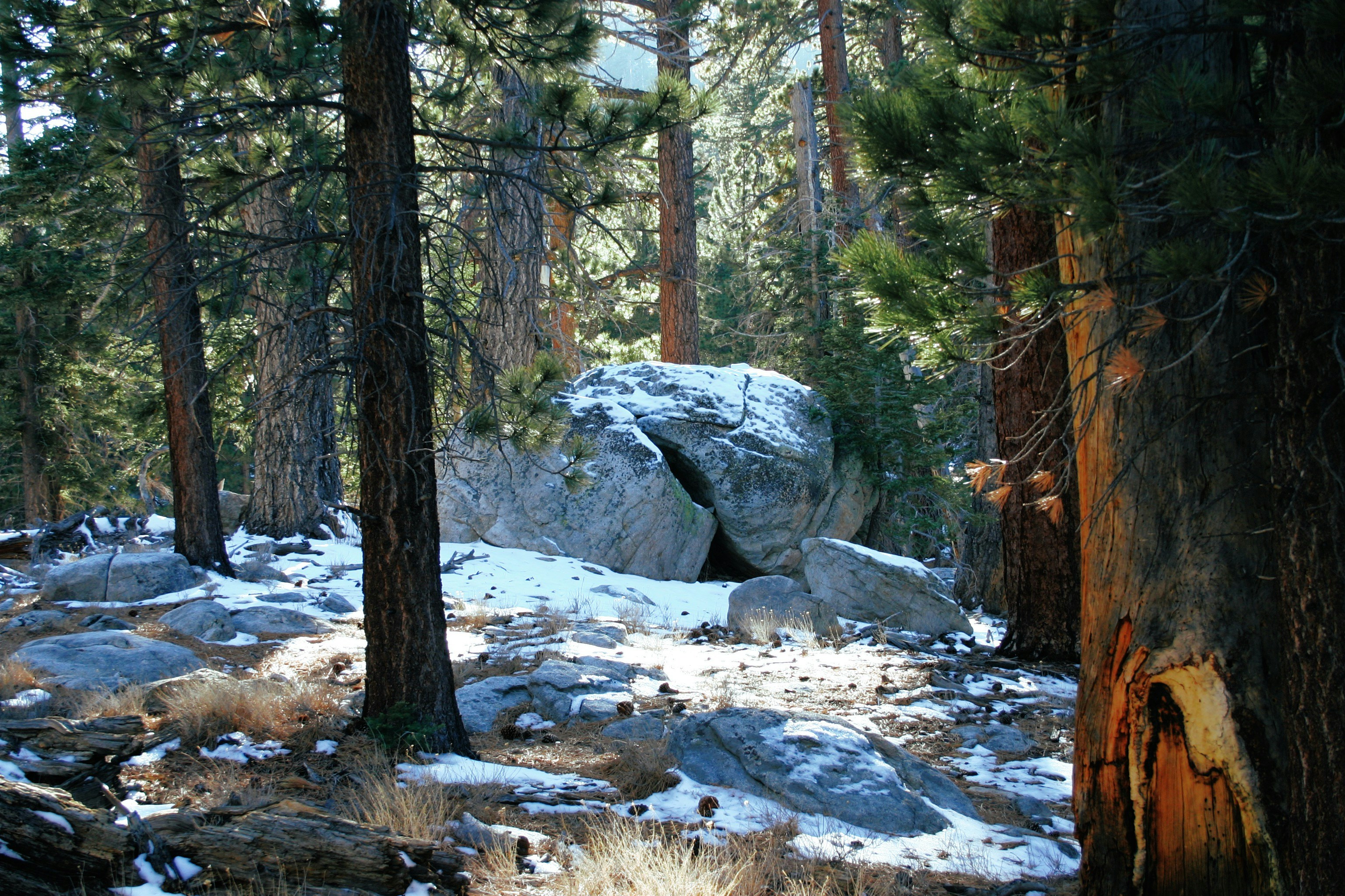 brown trees on snow covered ground during daytime, 