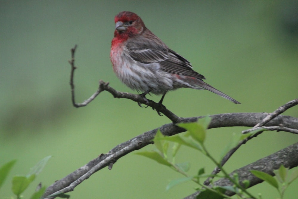 brown and red bird on tree branch