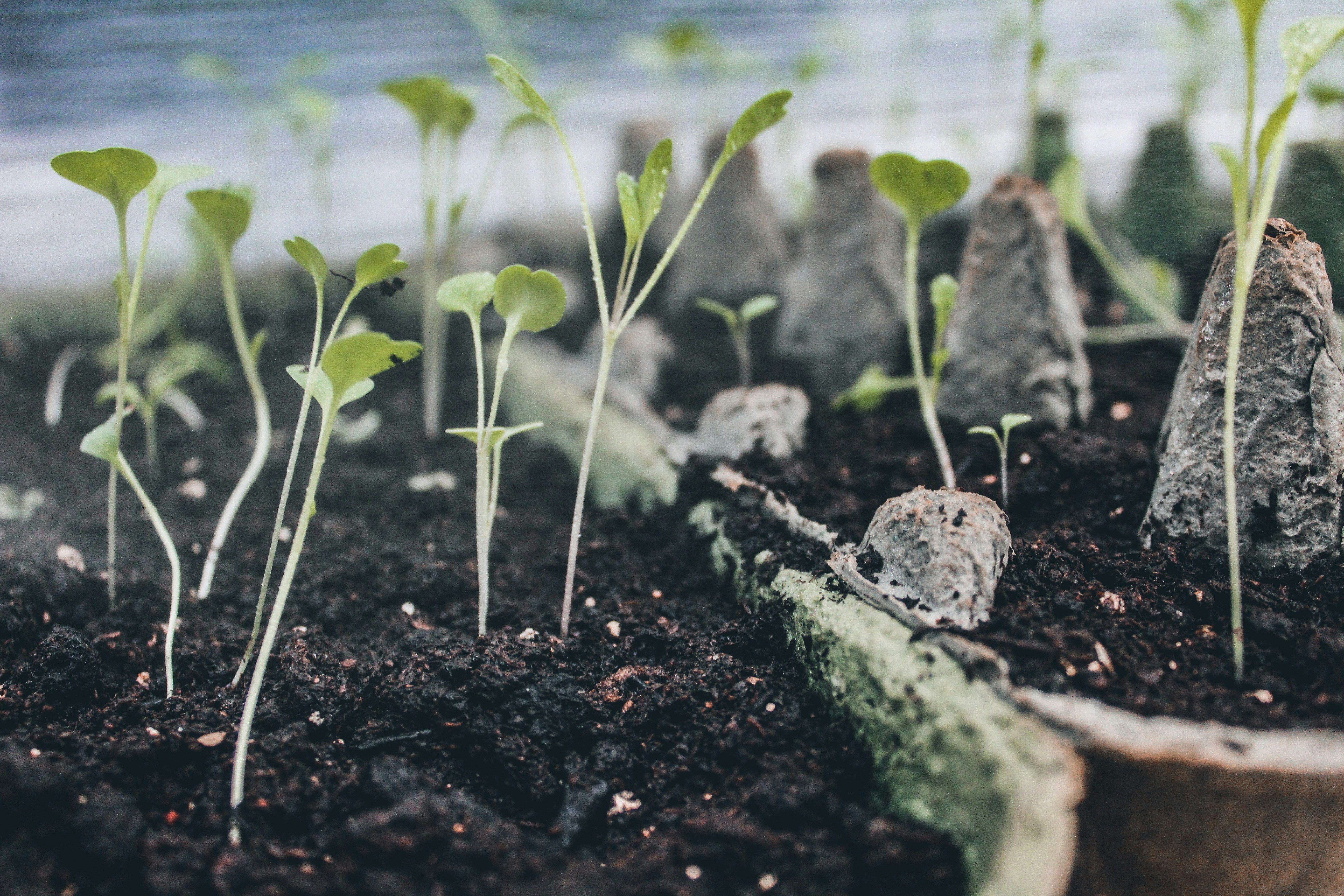 green plant on black soil near body of water during daytime