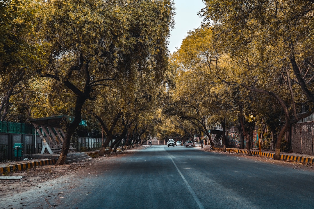 black car on road between trees during daytime