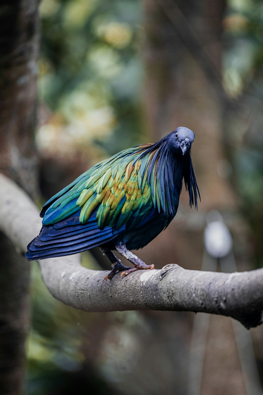 blue yellow and green bird on brown tree branch during daytime