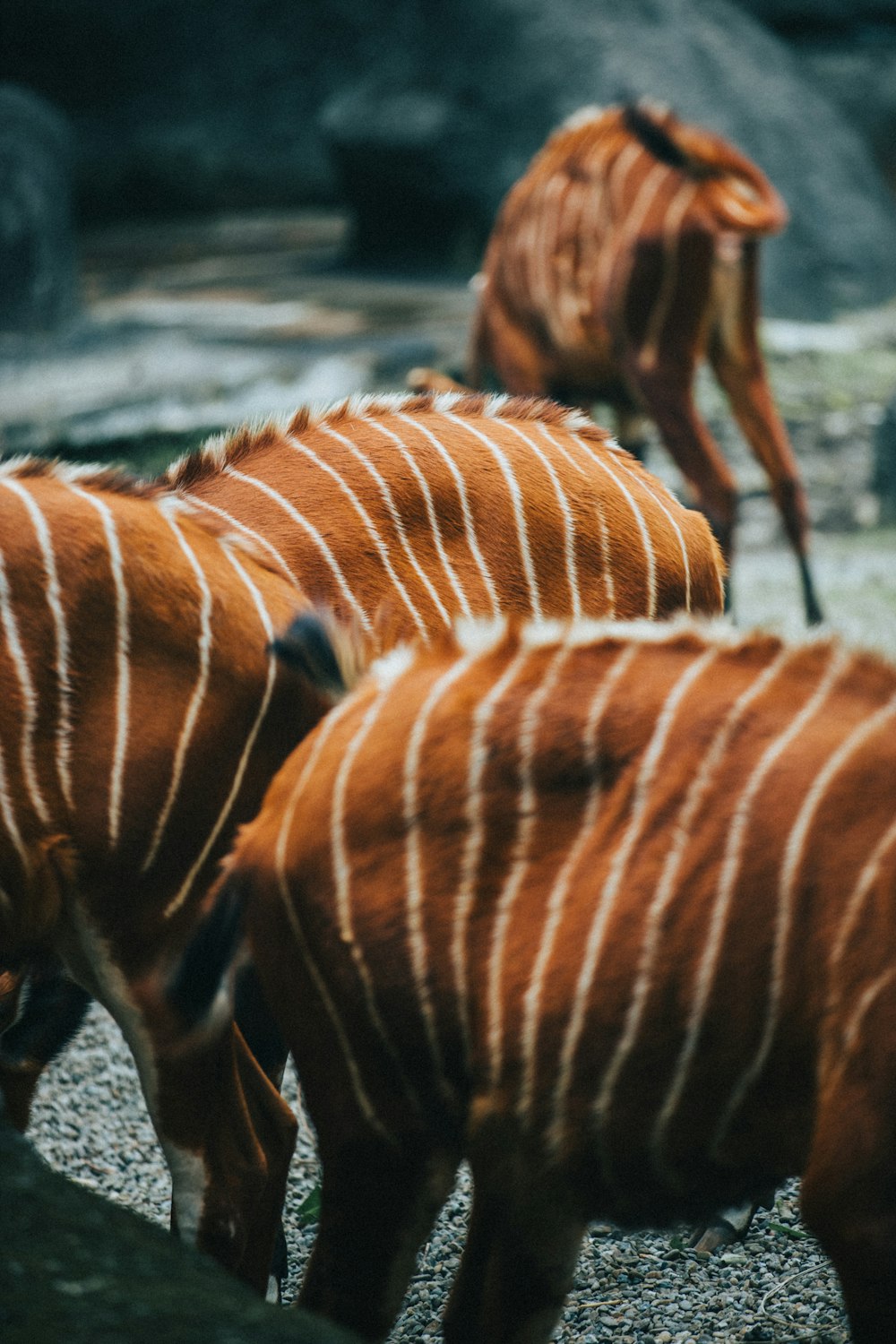 Braunes und weißes Pferd auf braunem Boden