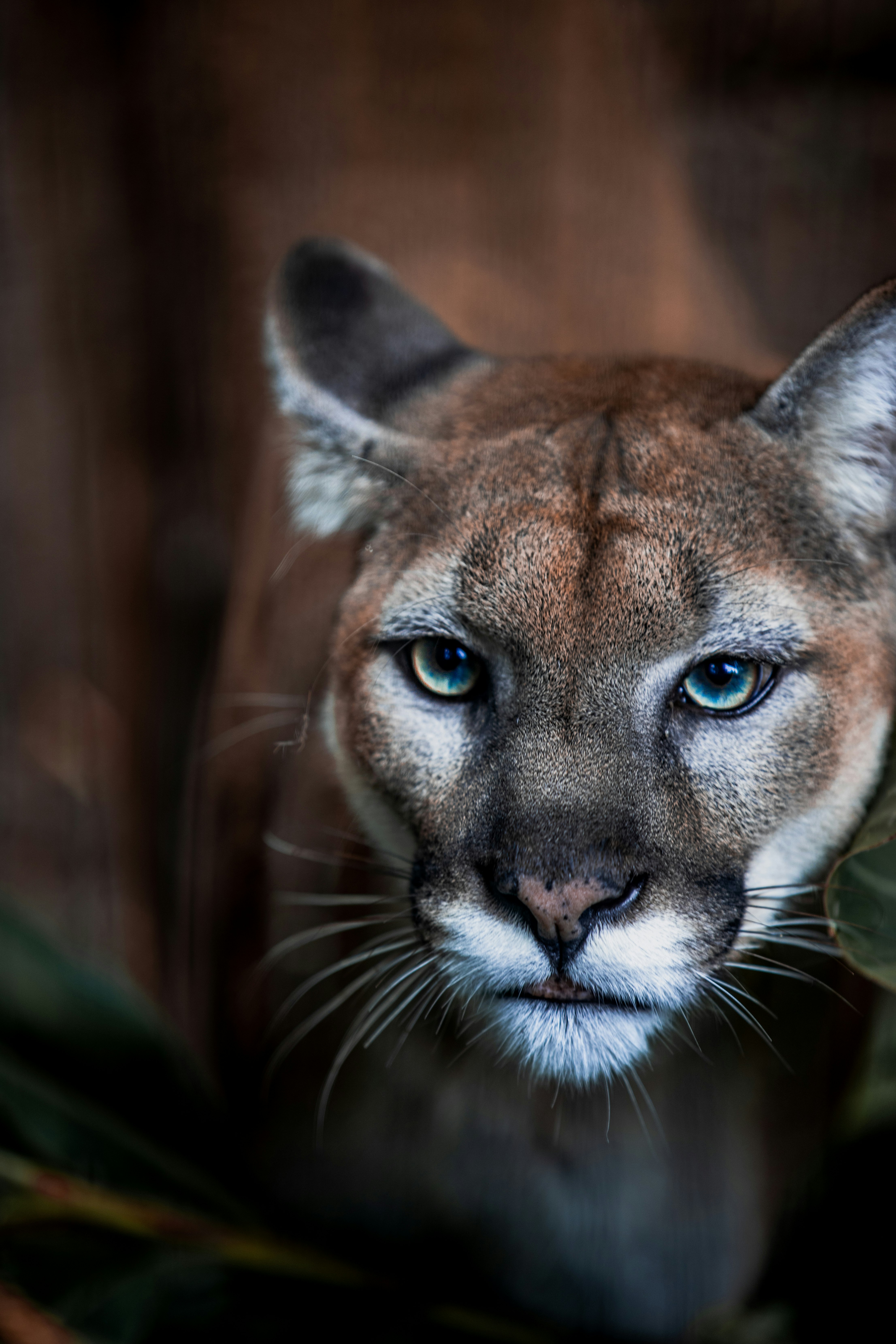 Photo de cougar par Wilson Chen
