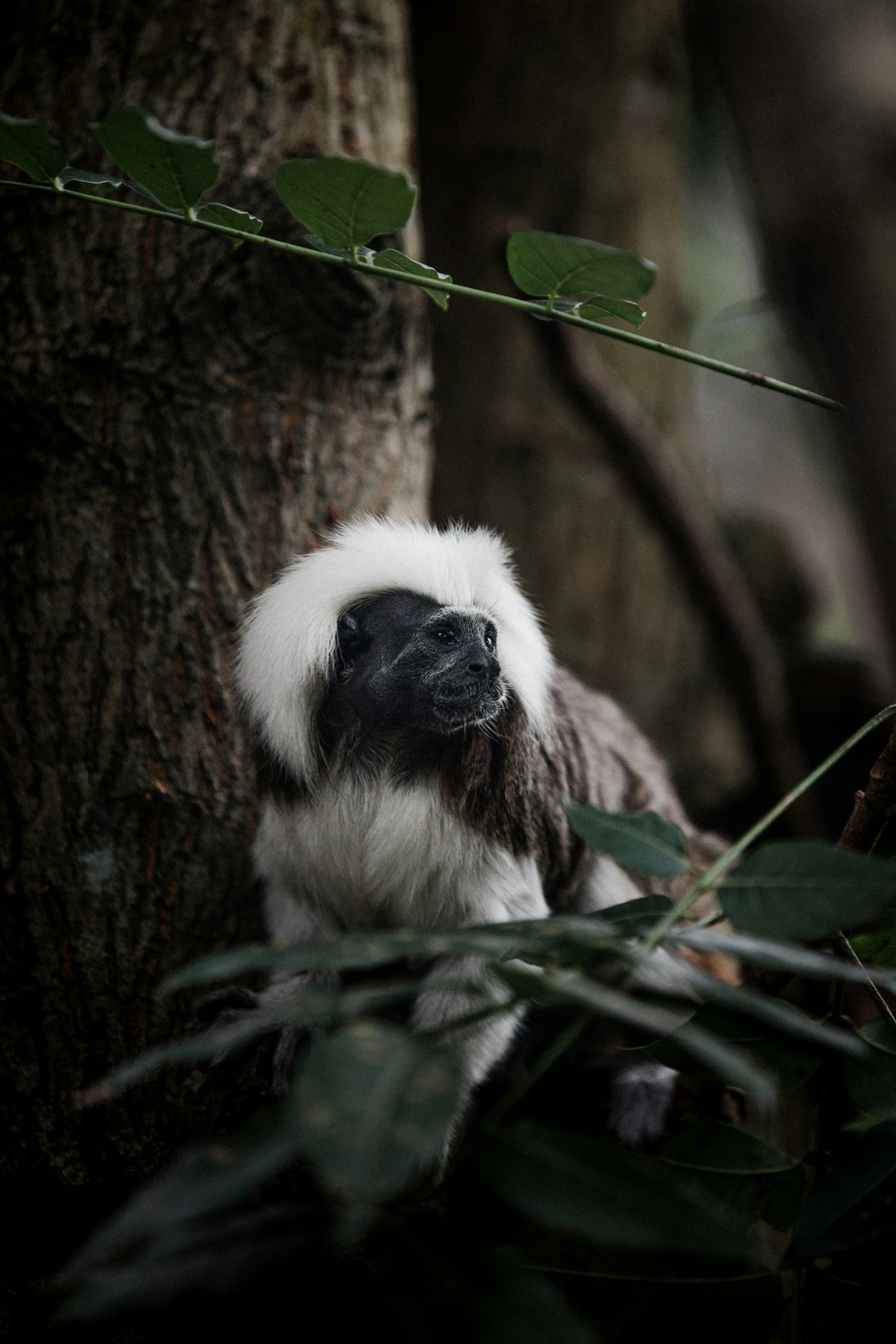 singe noir et blanc sur branche d’arbre