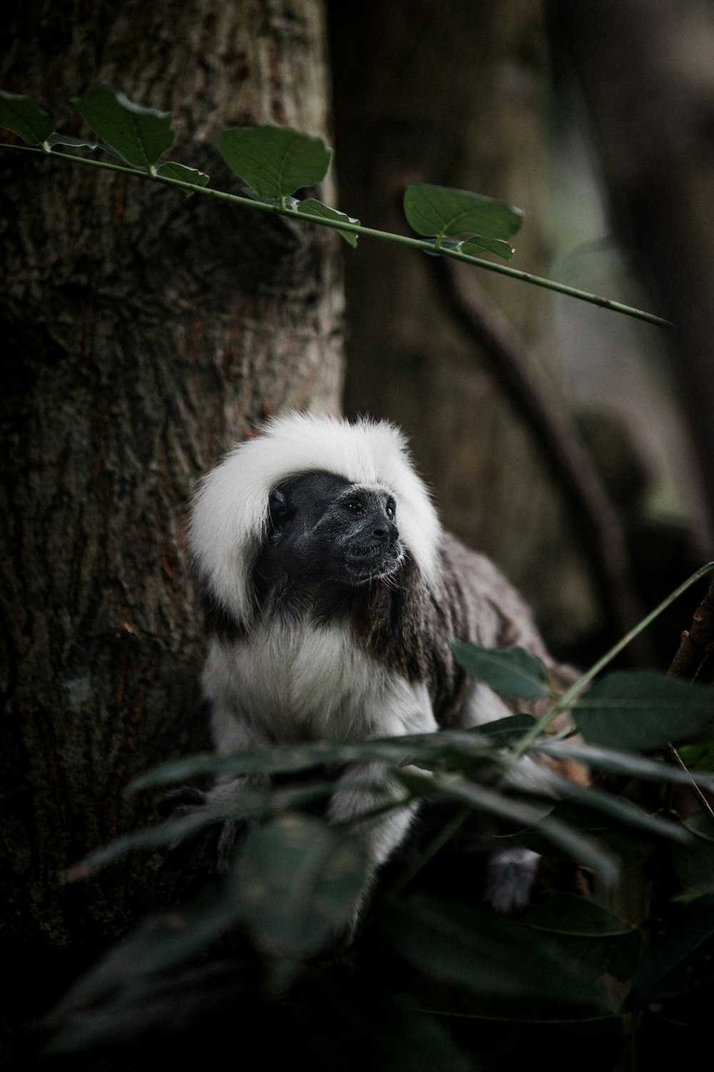 black and white monkey on tree branch