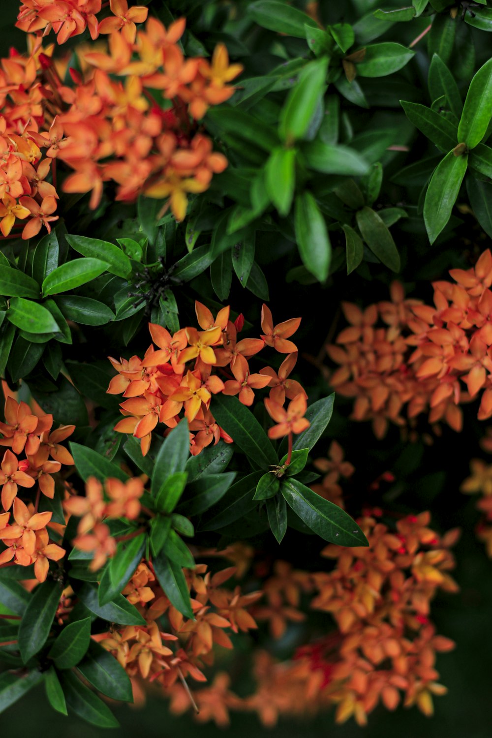 red and yellow flowers with green leaves