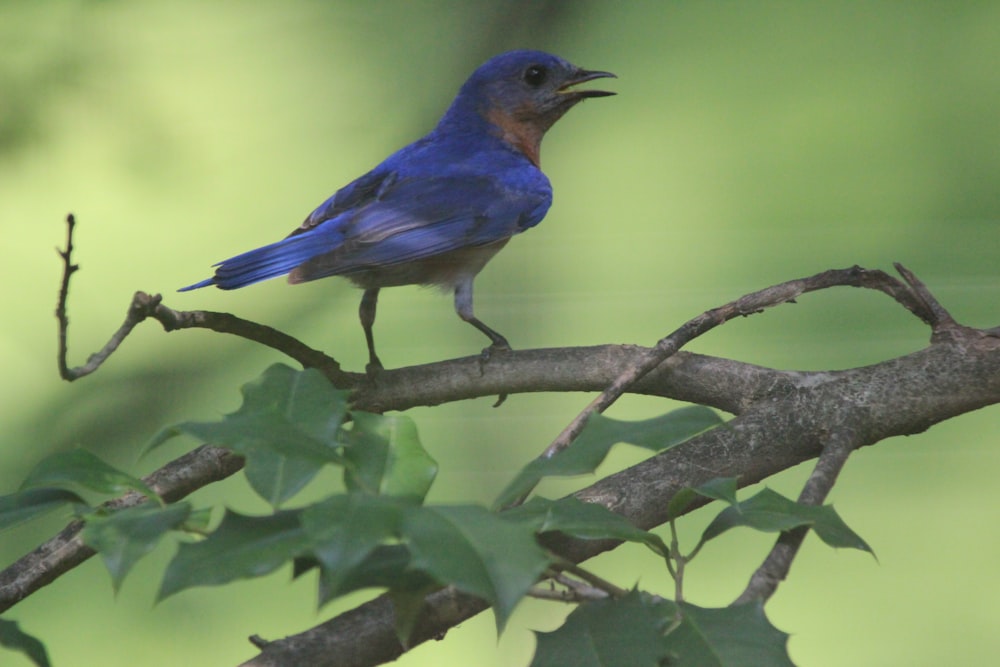 blue bird on tree branch during daytime