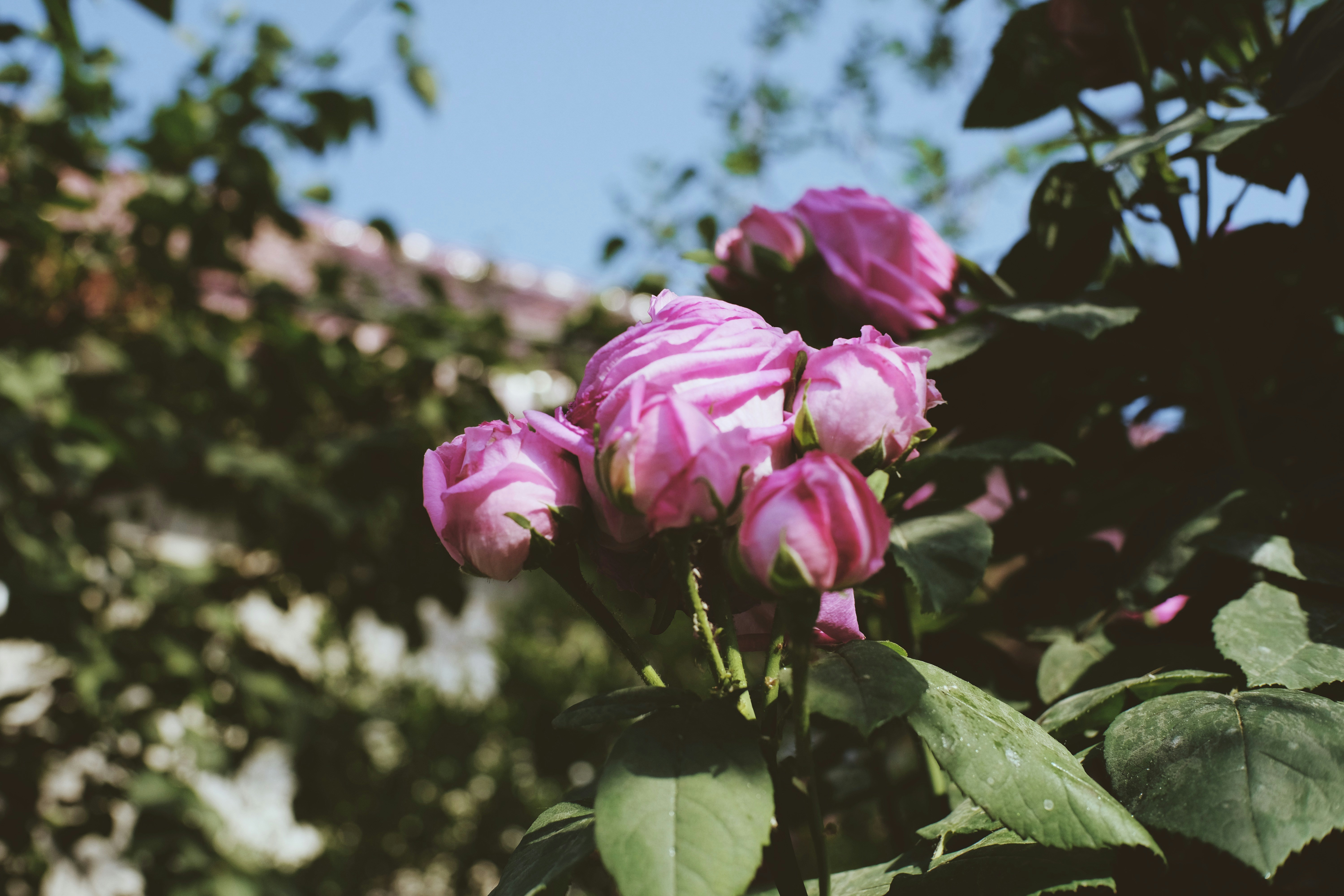 Photo by frozenmilkytea