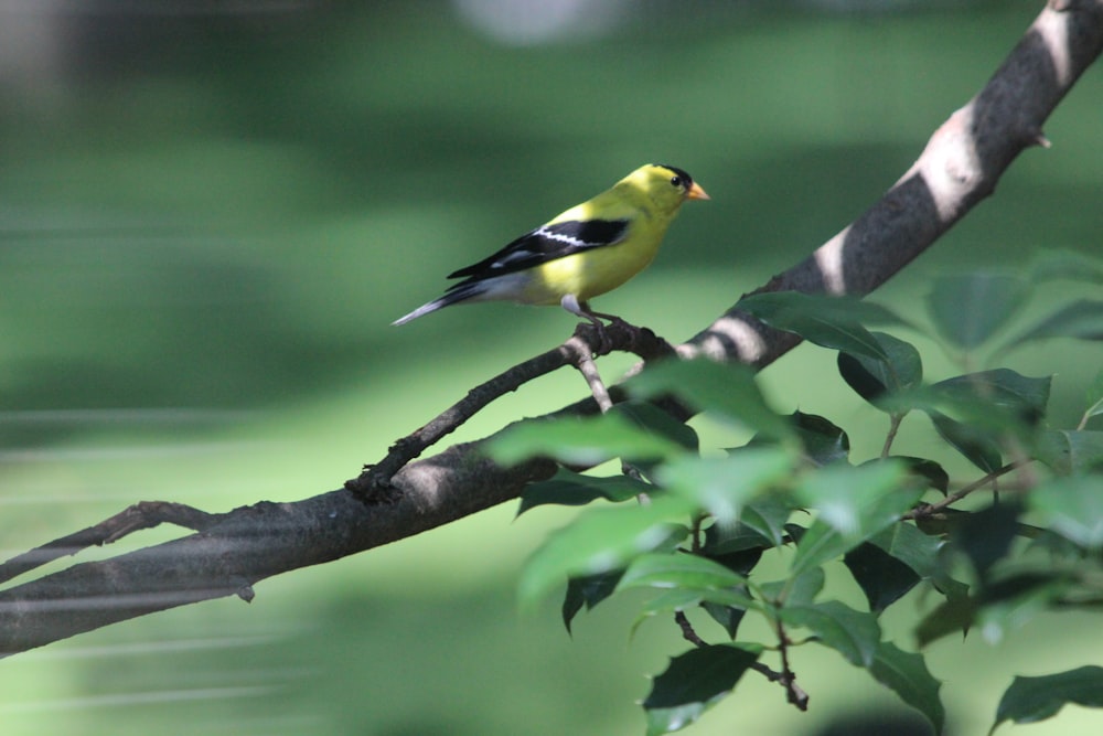 yellow and black bird on tree branch