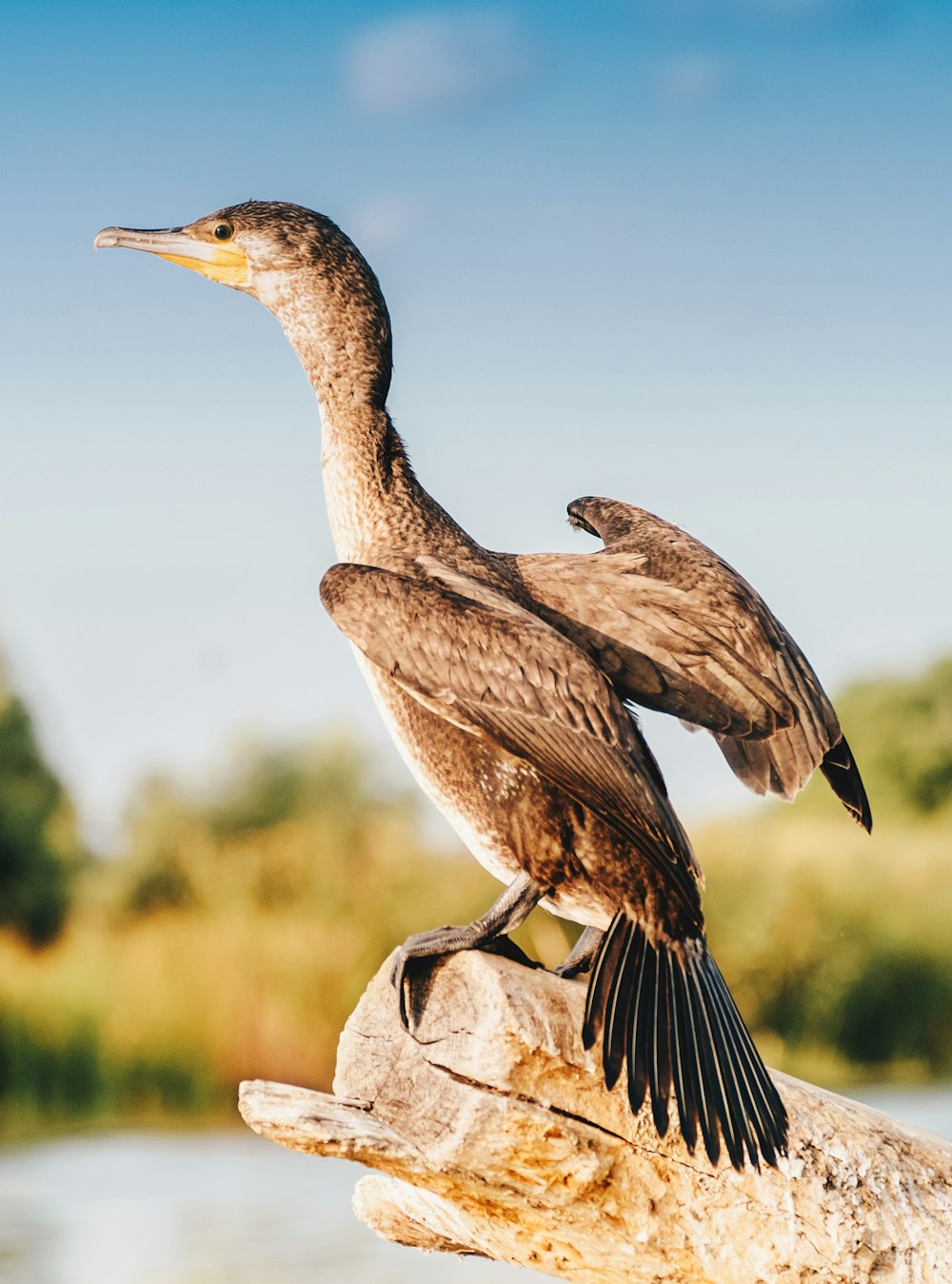 brown duck on gray rock during daytime