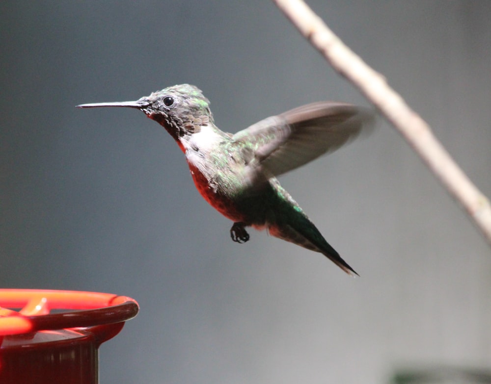 green and brown humming bird flying