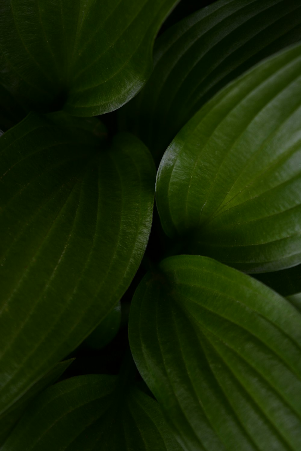 green leaves in close up photography