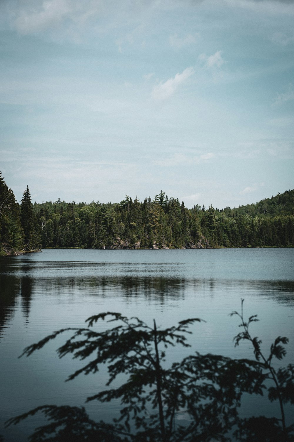 green trees beside body of water under blue sky during daytime