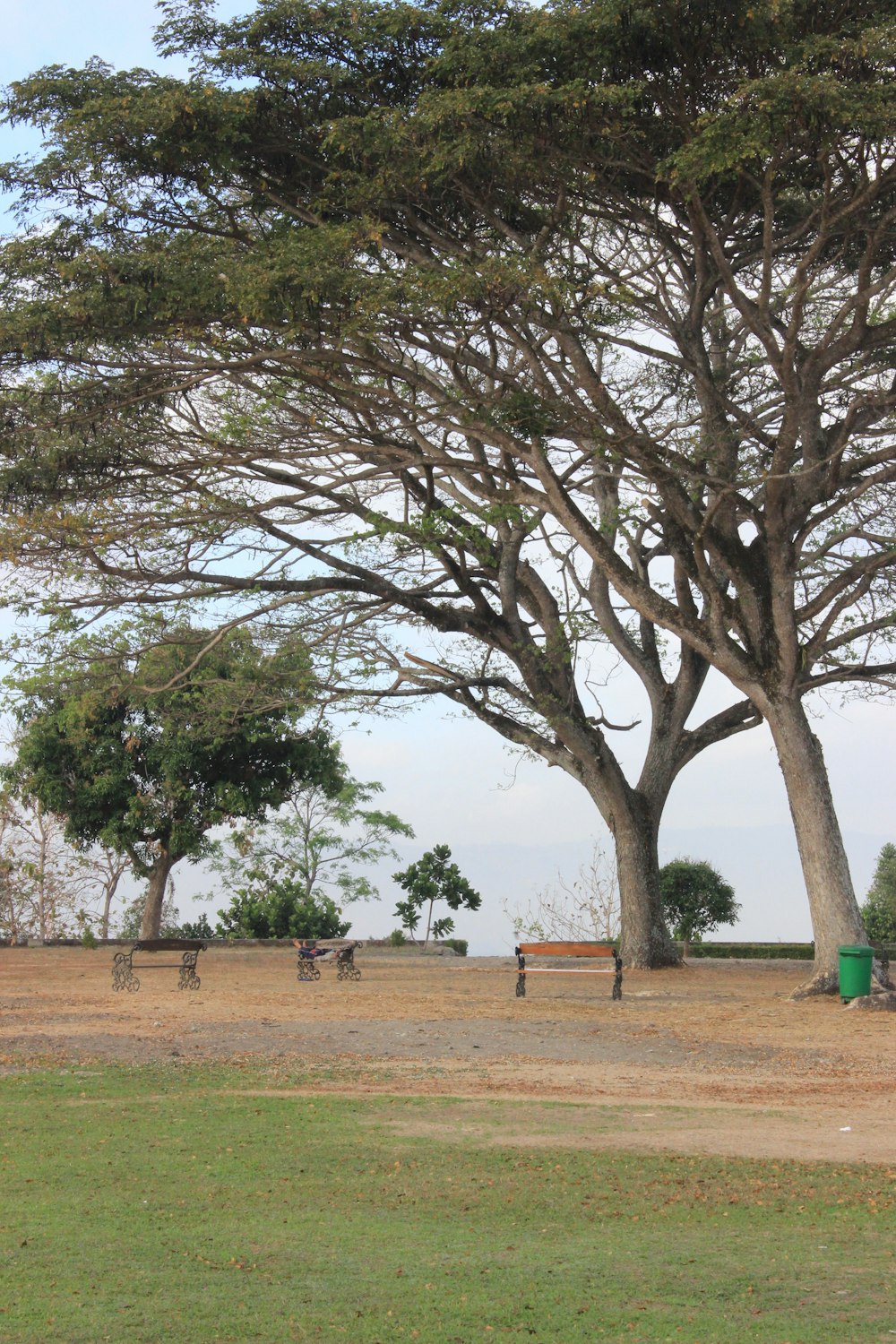 a couple of large trees sitting in the middle of a field