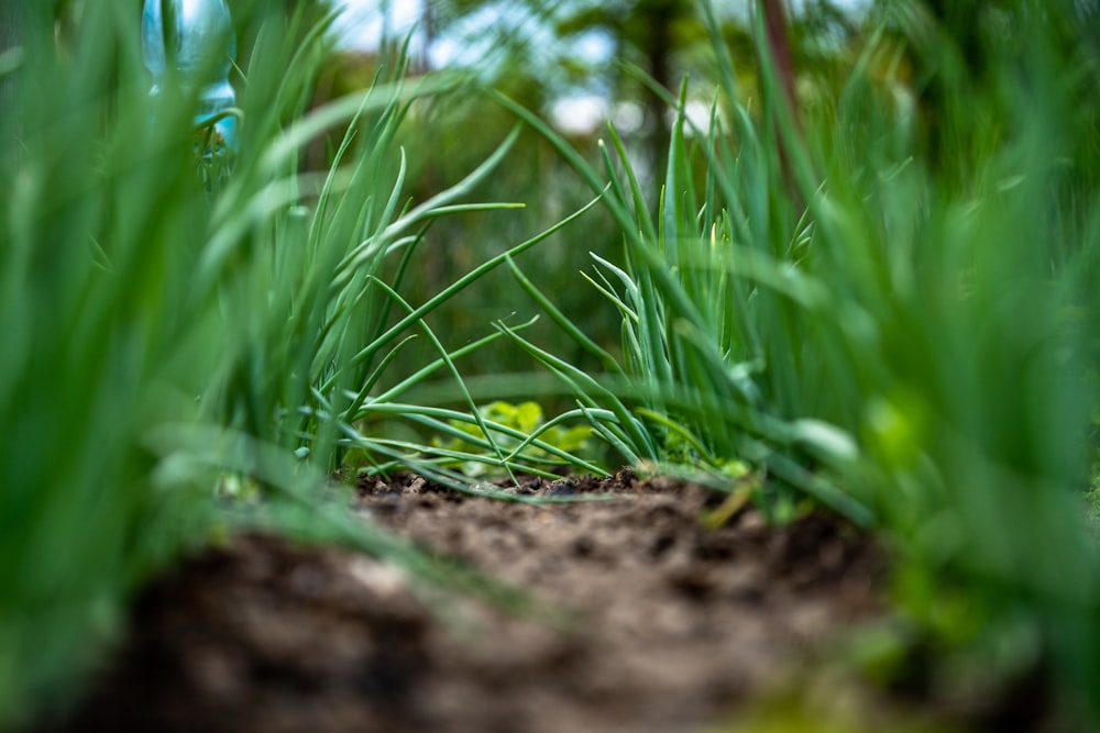 a close up of some grass and dirt