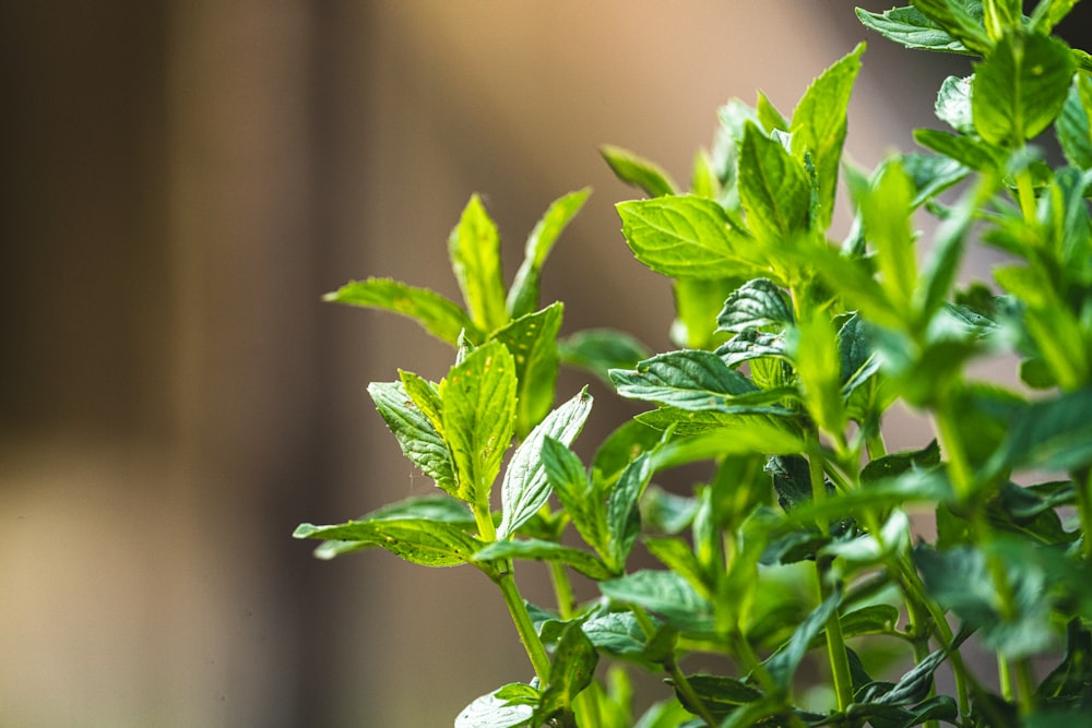 Planta verde en lente de cambio de inclinación