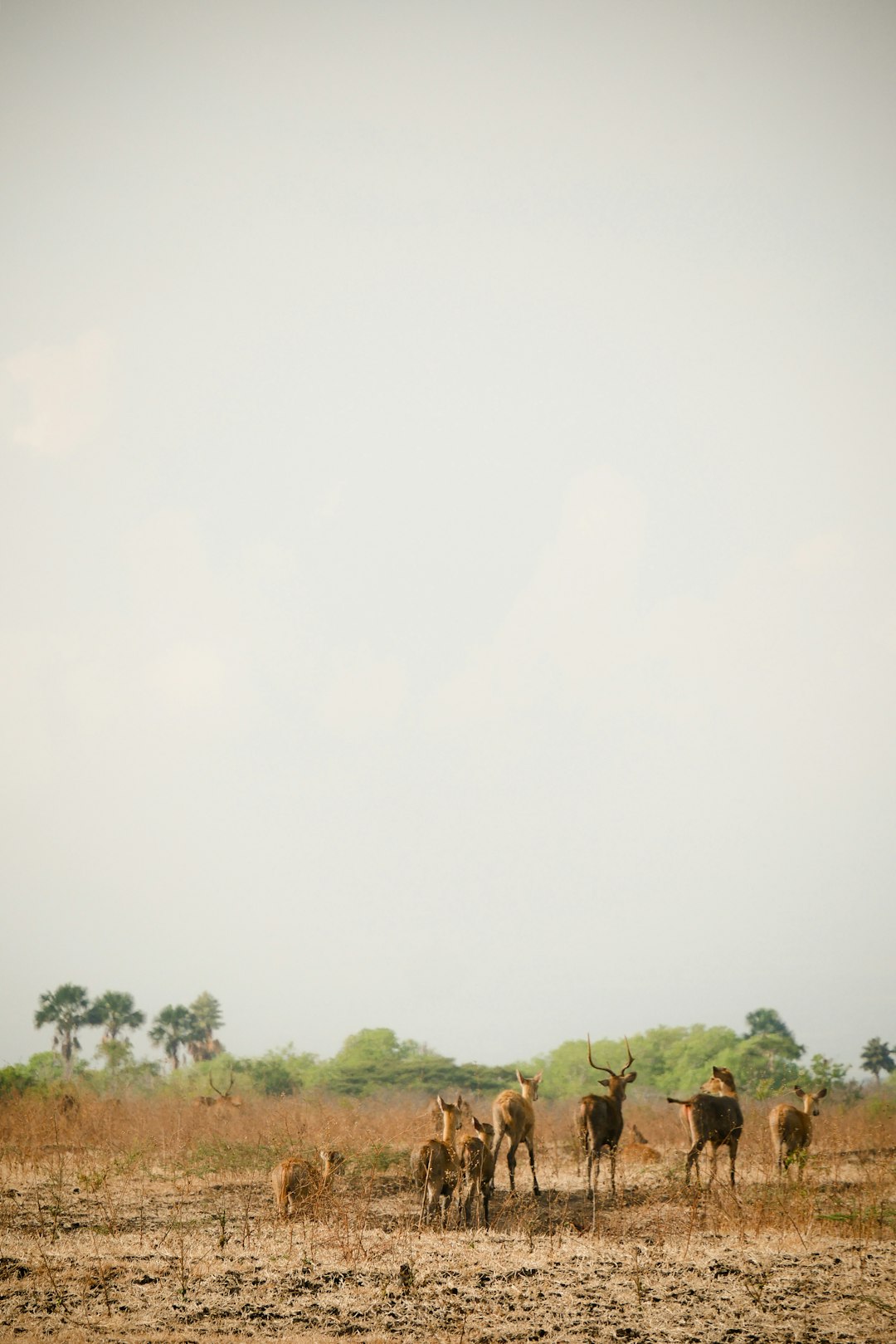 Plain photo spot Alas Purwo National Park Tabanan