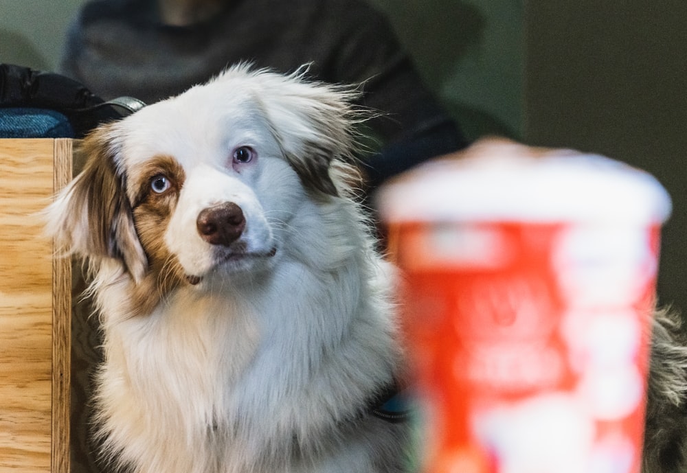 white and brown long coated dog