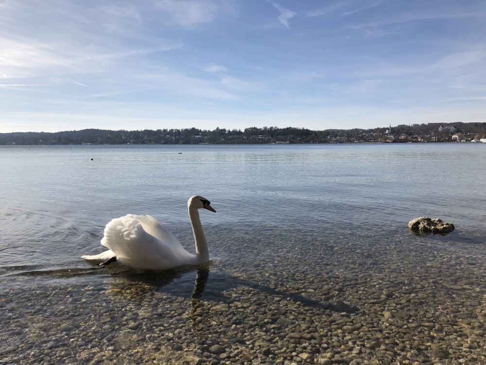 Un cisne blanco está nadando en el agua