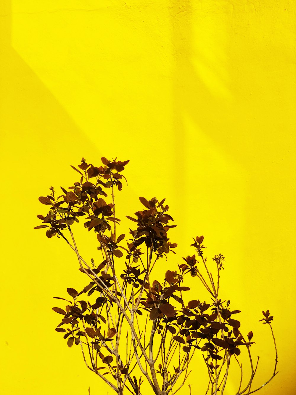 green plant on yellow wall