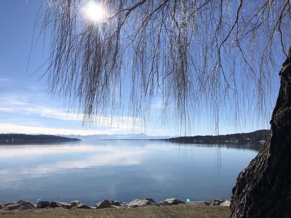 alberi spogli vicino allo specchio d'acqua durante il giorno