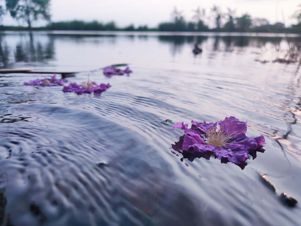 purple flower on body of water during daytime