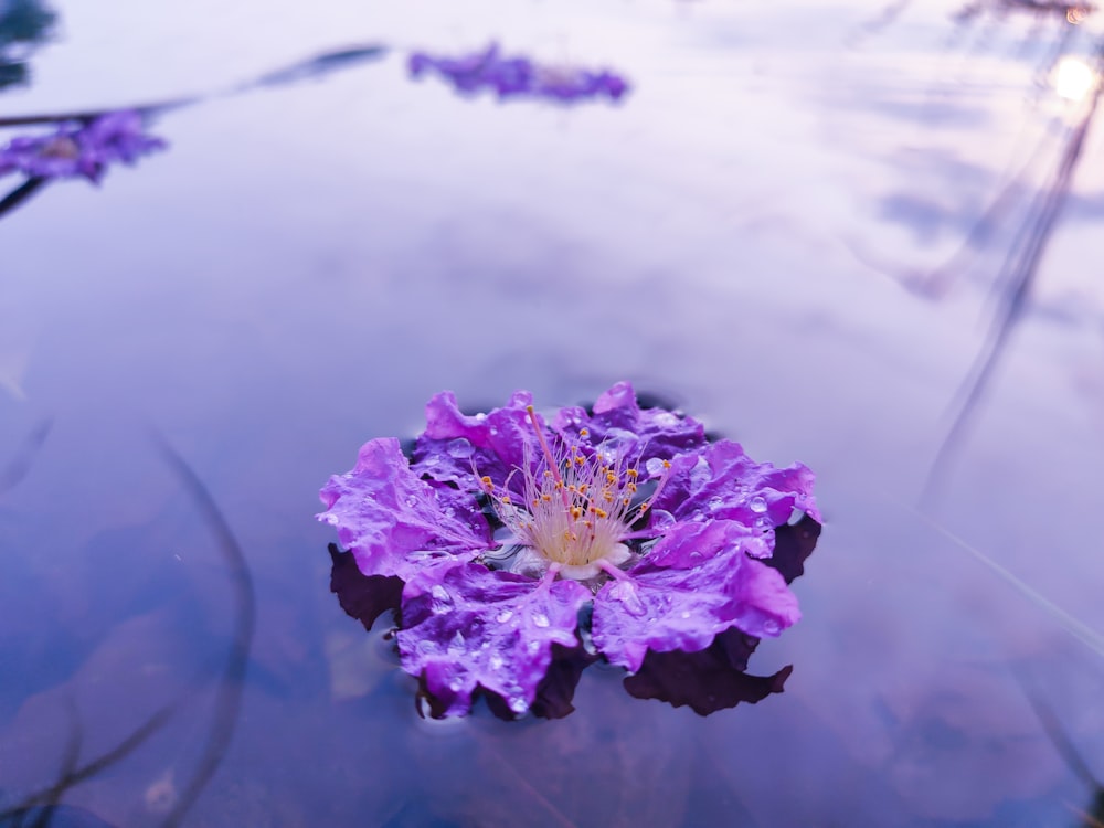 purple flower on snow covered ground