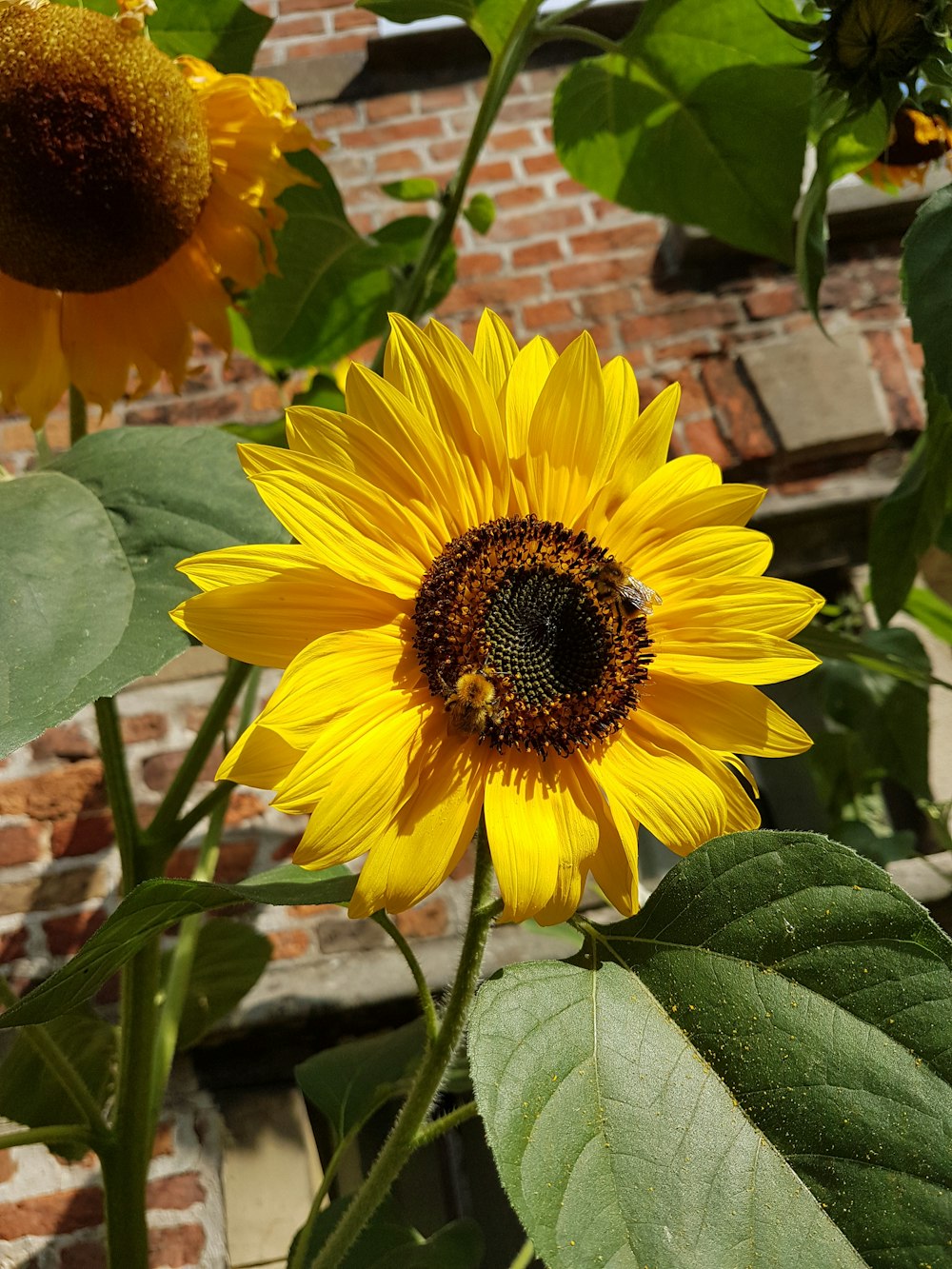 a sunflower with a bee on it in front of a brick building