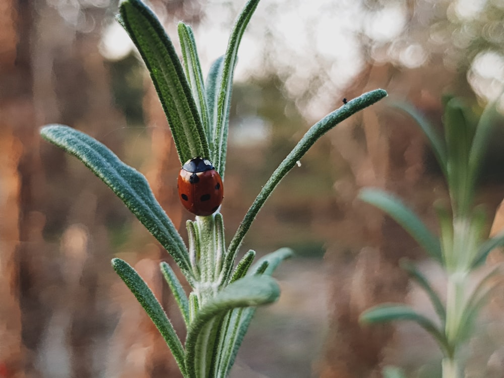 Roter Marienkäfer auf grünem Blatt