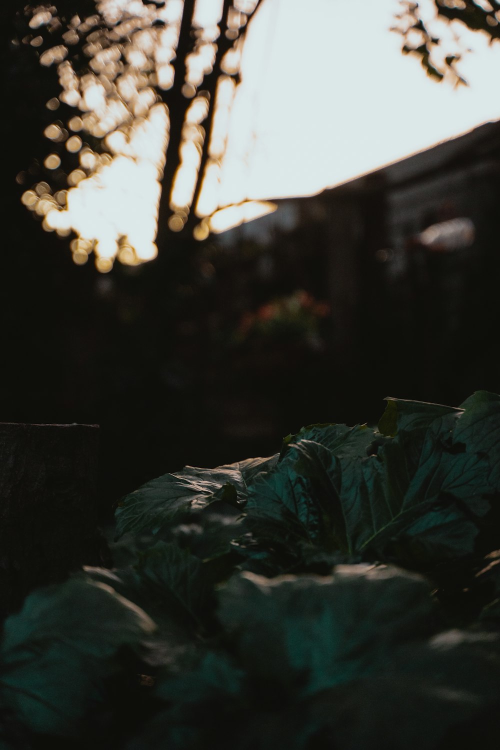 green leaves on brown wooden table