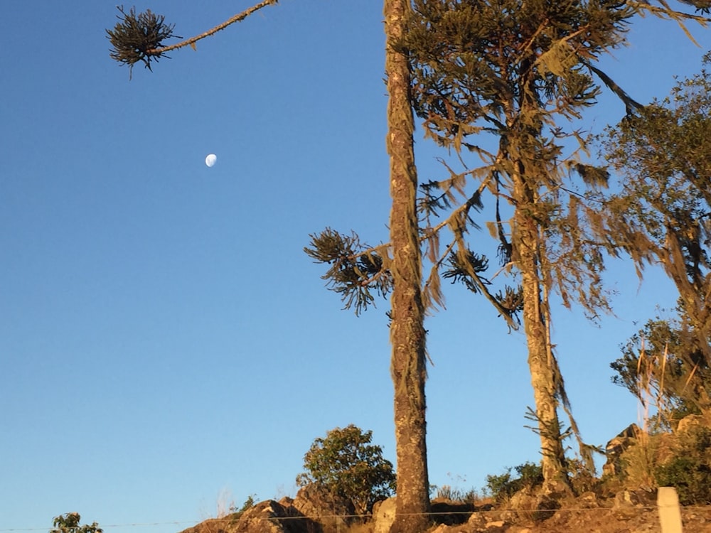 brown tree under blue sky during daytime