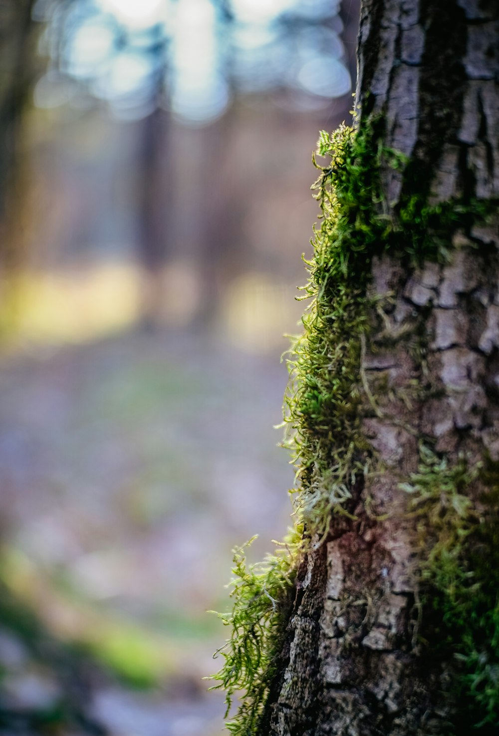 green moss on brown tree trunk