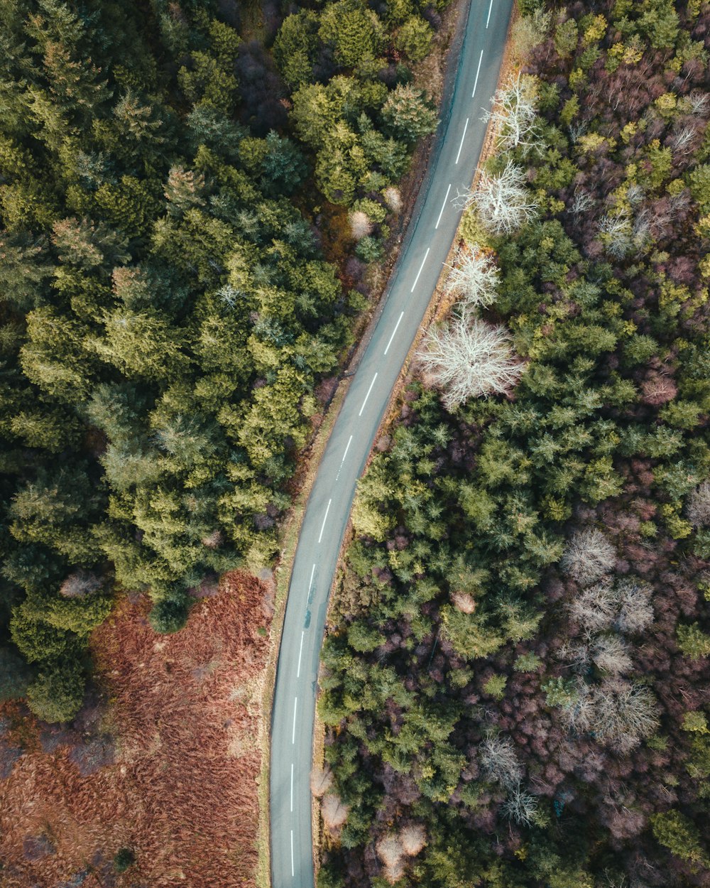 aerial view of green trees during daytime