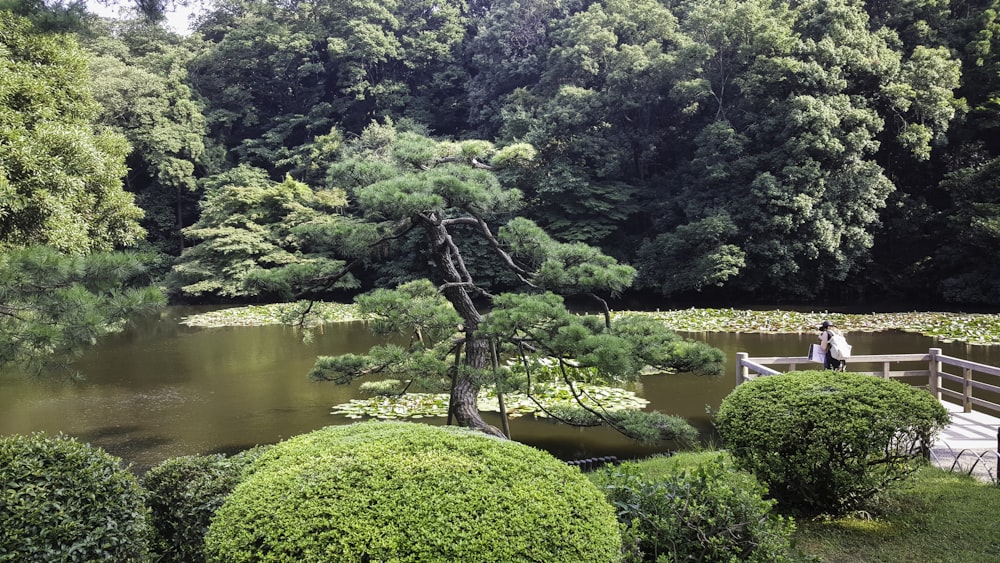 green trees beside river during daytime