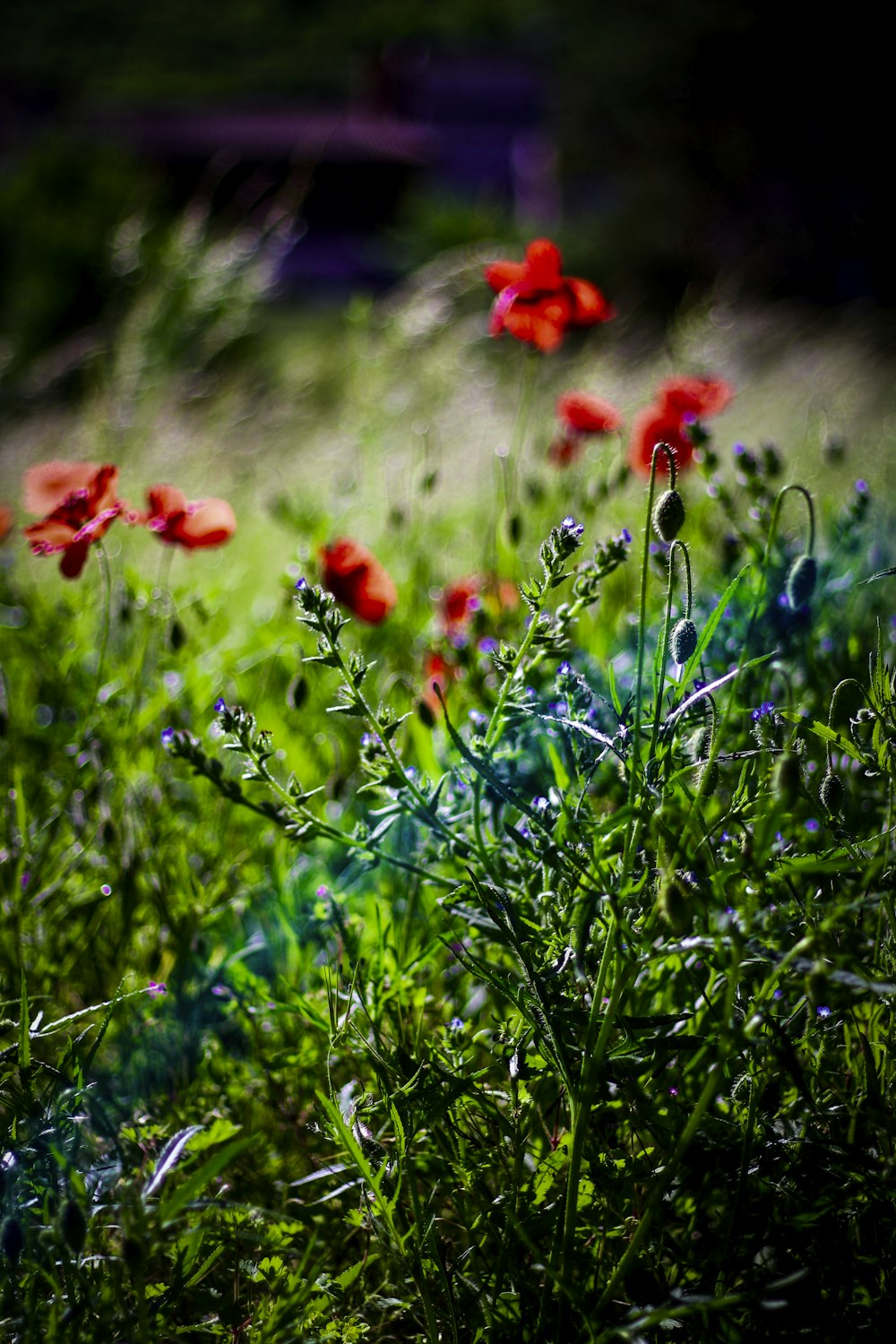 flores rojas en un campo de hierba verde durante el día