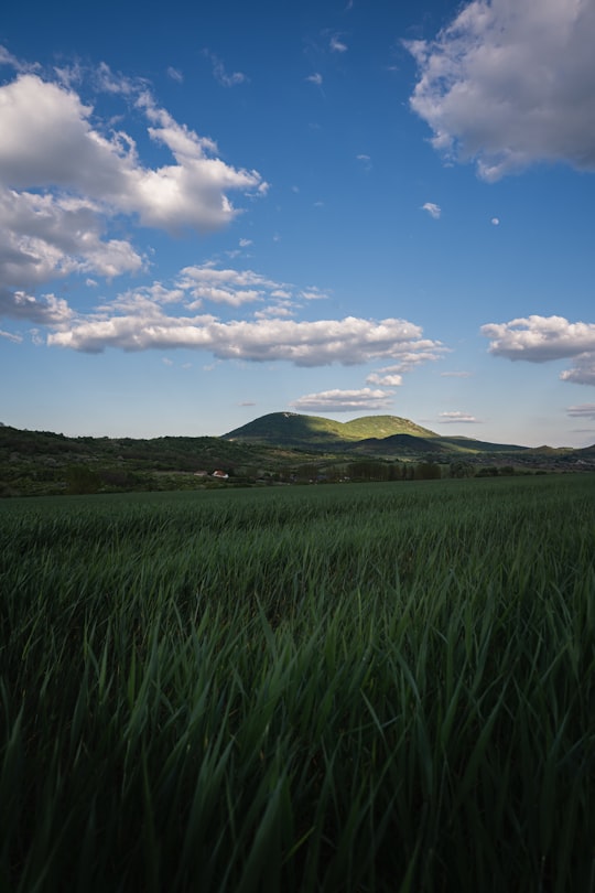 green grass field near mountain under blue sky during daytime in Dömös Hungary