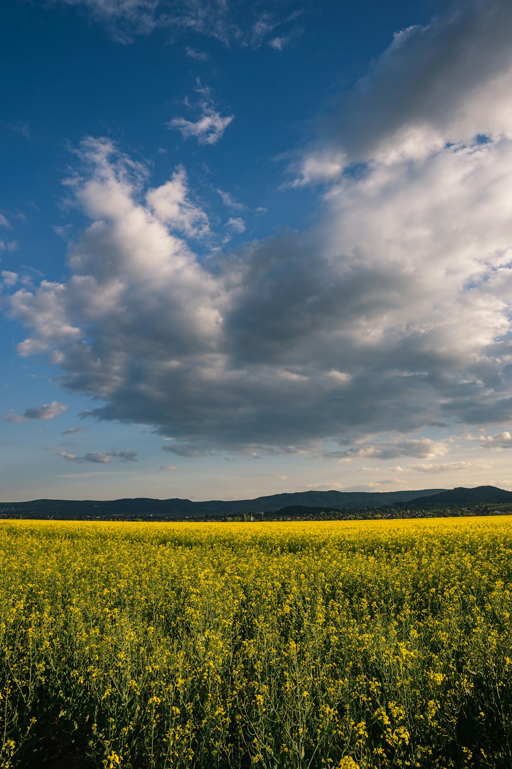 green grass field under blue sky and white clouds during daytime