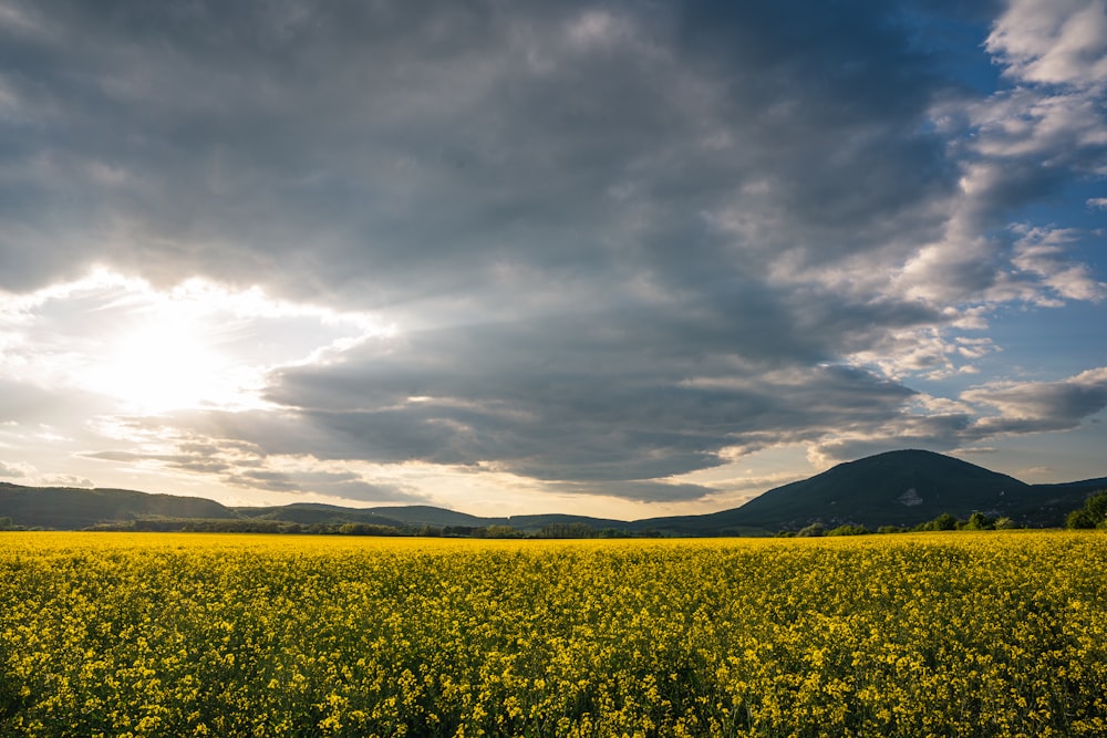 green grass field under cloudy sky during daytime