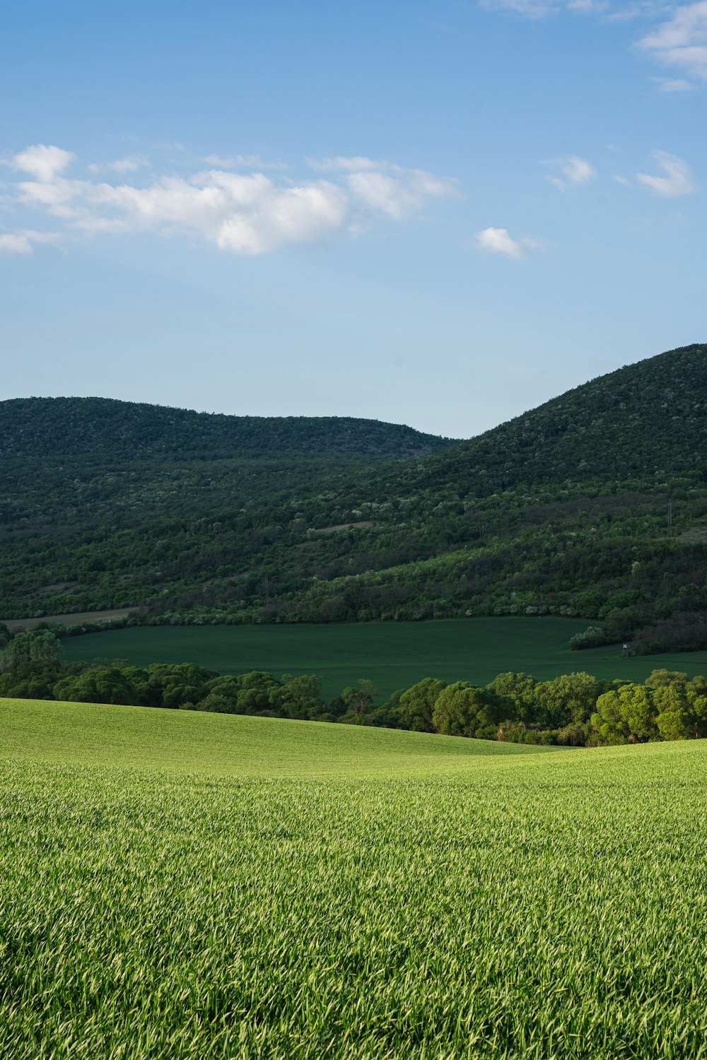 green grass field near body of water during daytime