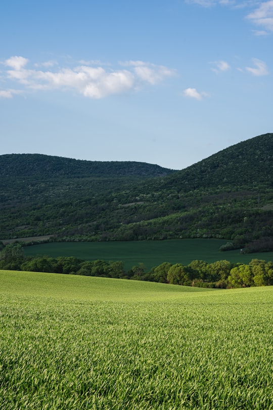 green grass field near body of water during daytime in Pilisvörösvár Hungary