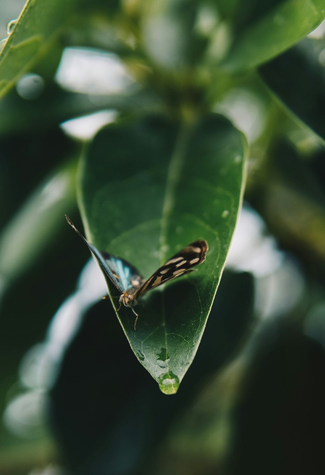 brown and black butterfly on green leaf