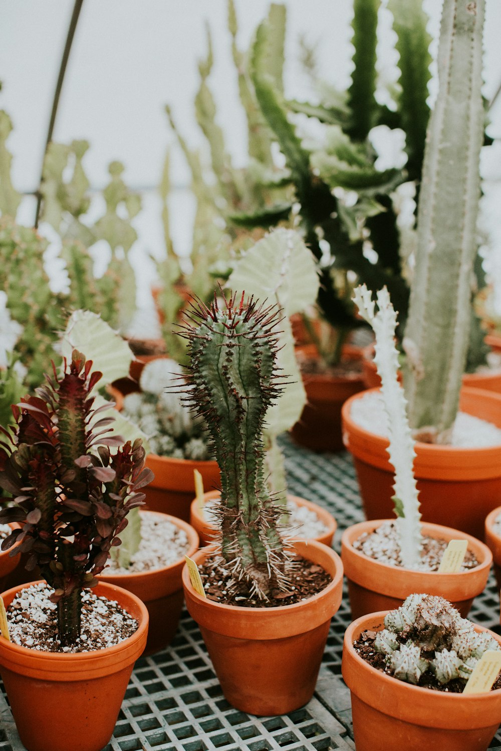 green plant on brown clay pot