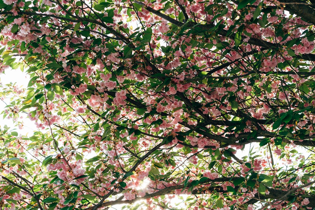 pink and green leaves on tree