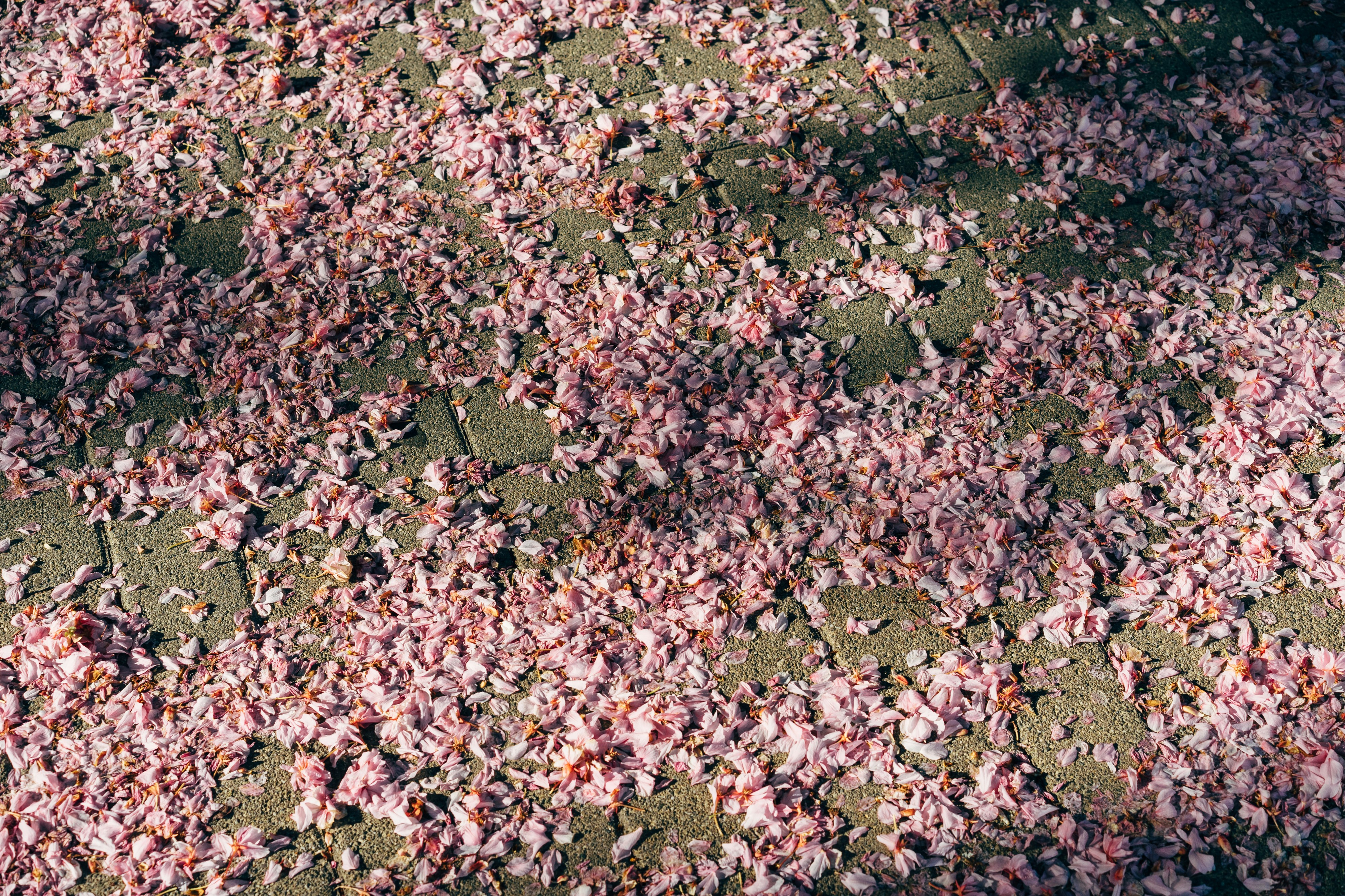 Crowd heatmap aerial